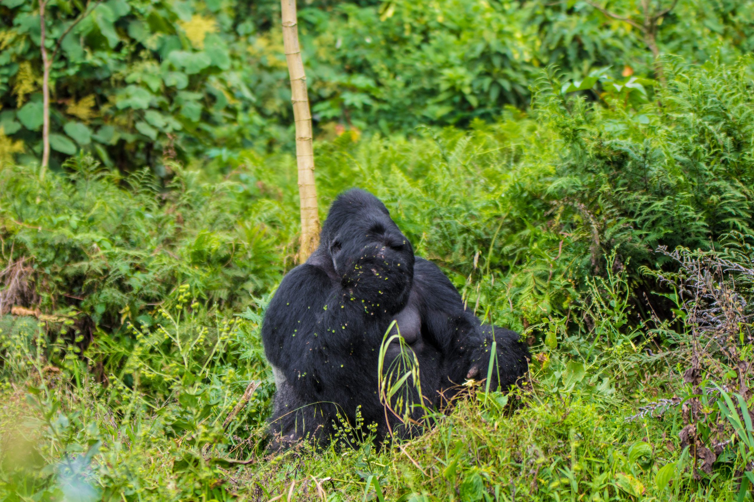 Gorilla Conservation